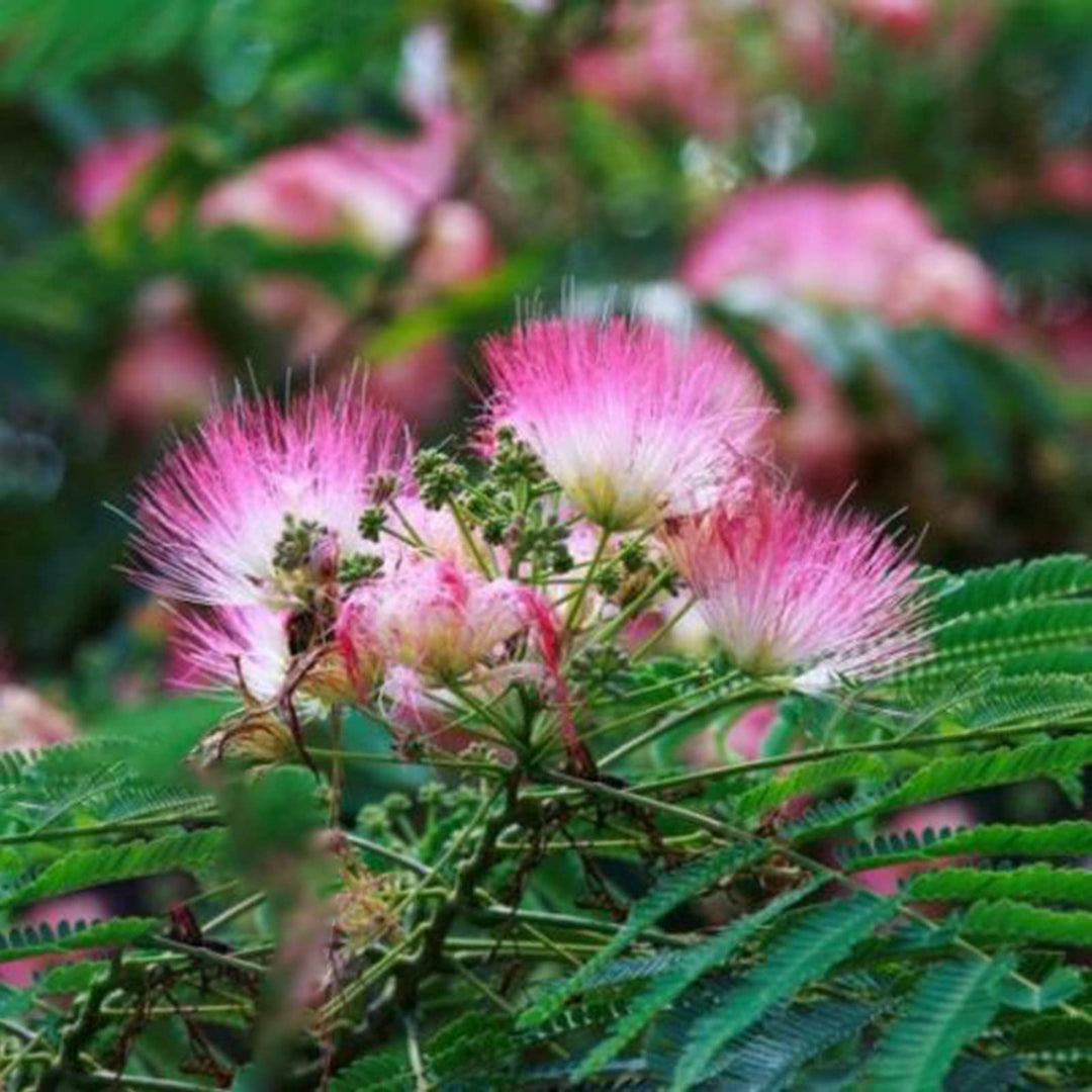 Albizia blomsterfrø til udplantning, 100 stk