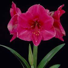 Pink Echte Amaryllis Flower Seeds for Planting - 100 pcs