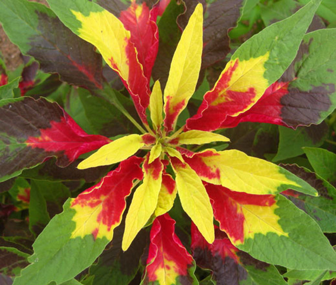 Red Yellow Poinsettia Seeds for Planting, 100 pcs