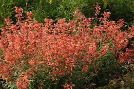 Orange Agastache Navajo blomsterfrø til udplantning, 100 stk