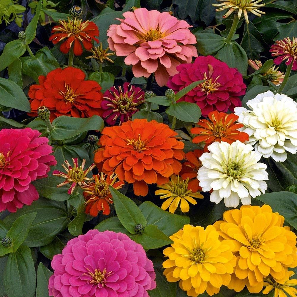 Zinnia Elegans blomsterfrø til plantning Blandede farver 100 stk