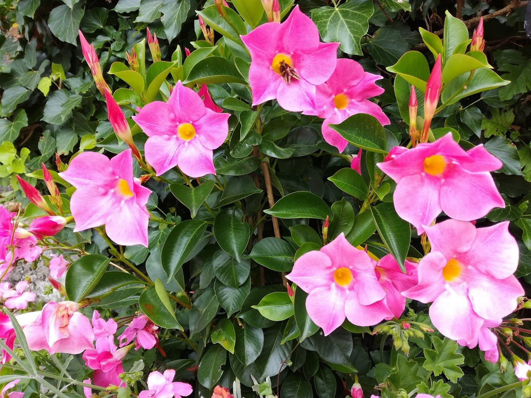 Heirloom Non-GMO Trepadoras Flower Seeds for Climbing Vine and Vertical Garden Planting