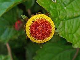 Acmella Oleracea Seeds for Planting - 100 pcs