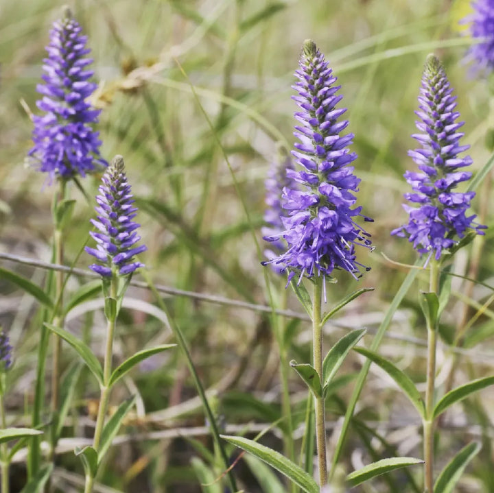 Veronica Spicata Flower Seeds for Planting, 100 pcs