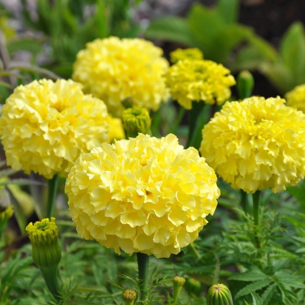 Mexican Marigold Flower Seeds – Heirloom, Non-GMO, Vibrant Blooms for  Garden Planting