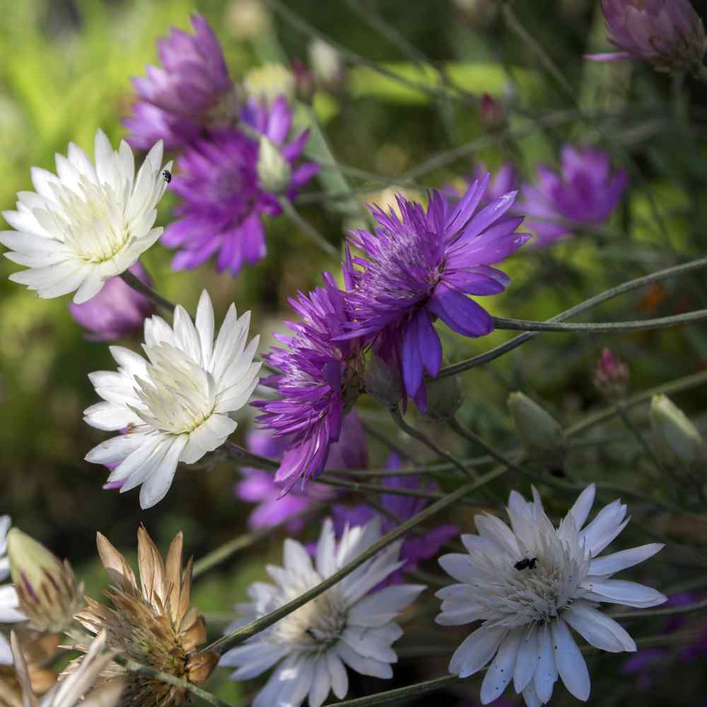 Xeranthemum Annuum blomsterfrø til plantning - 100 stk