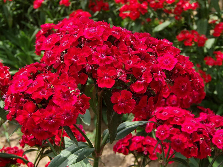 Heirloom Non-GMO Red Dianthus Flower Seeds for Garden Planting – Fragrant Hardy Blooms Variety
