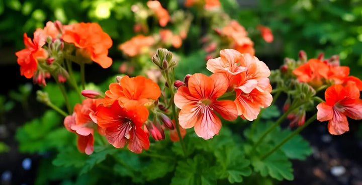 Orange White Geraniums Flower Seeds for Planting - 100 pcs