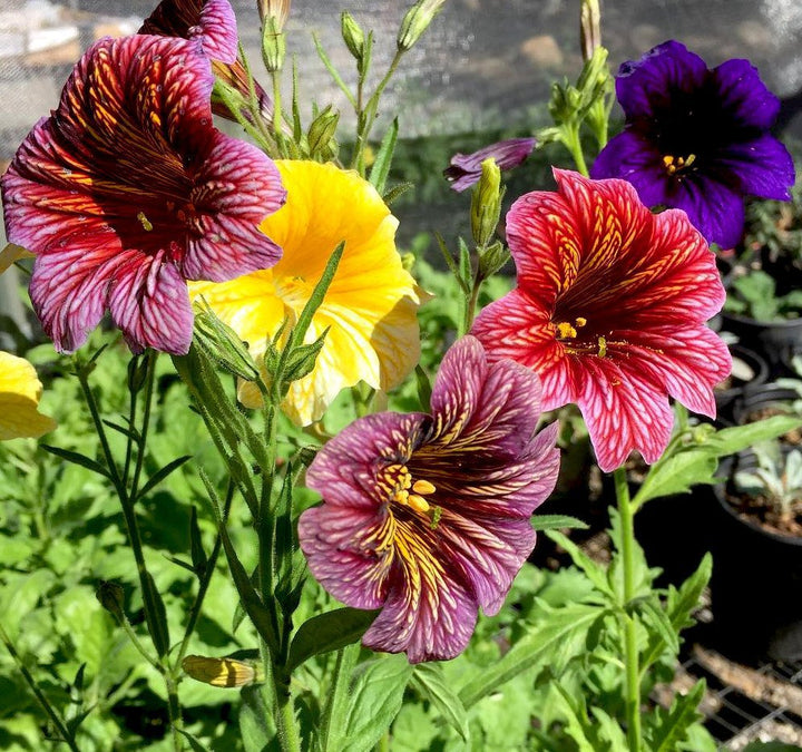 Heirloom Non-GMO Mixed Salpiglossis Flower Seeds for Garden Planting – Colorful Velvet-Like Blooms
