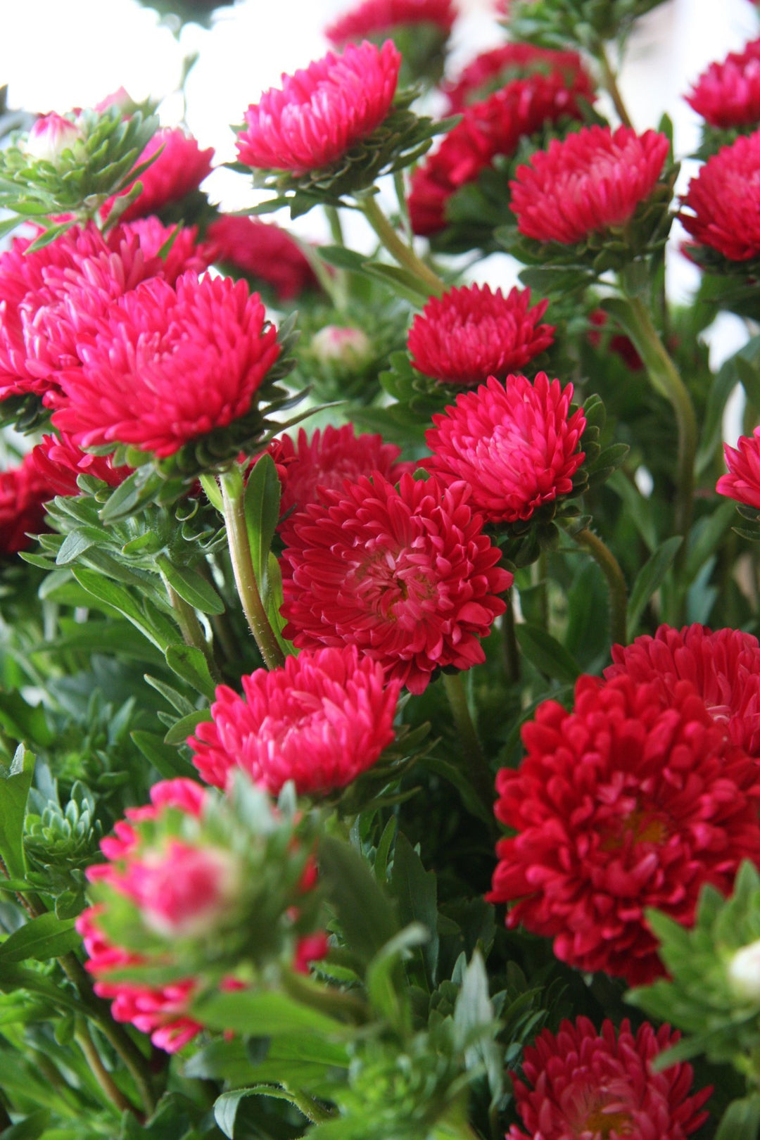 Aster Flower Seeds for Planting Red 100 pcs