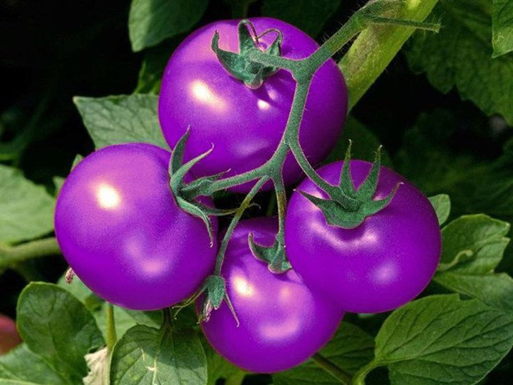 Violet Tomato Vegetable Seeds for Planting - 100 pcs