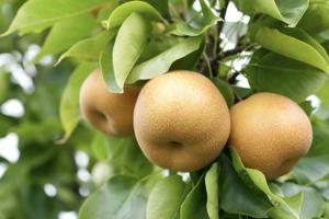Asian Pear Seeds – Heirloom, Non-GMO Fruit Seeds for Garden Planting