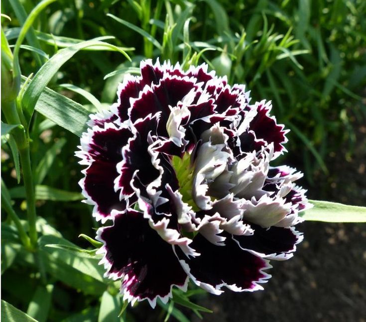 black carnation flower seeds