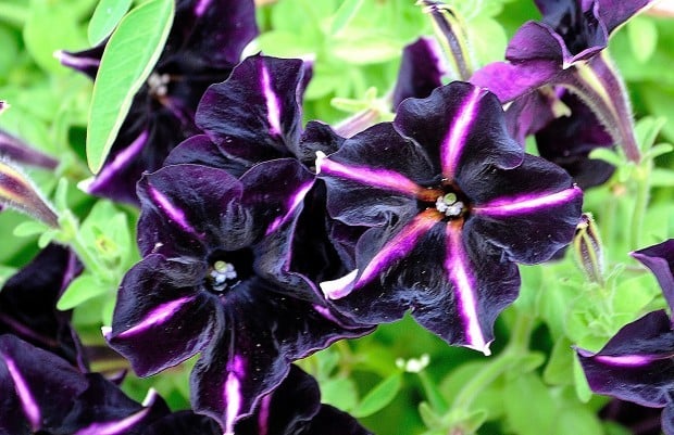 Black Purple Petunia Flower Seeds for Planting - Heirloom, NON-GMO, Beautiful Garden Blooms