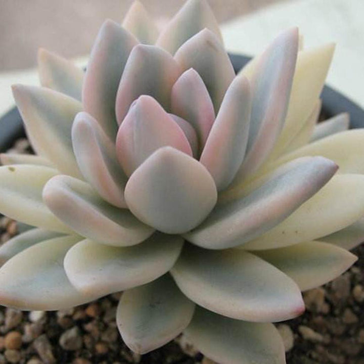 Heirloom Non-GMO Pachyphytum Flower Seeds for Planting – Succulent Blooms for Rock Gardens | High Germination