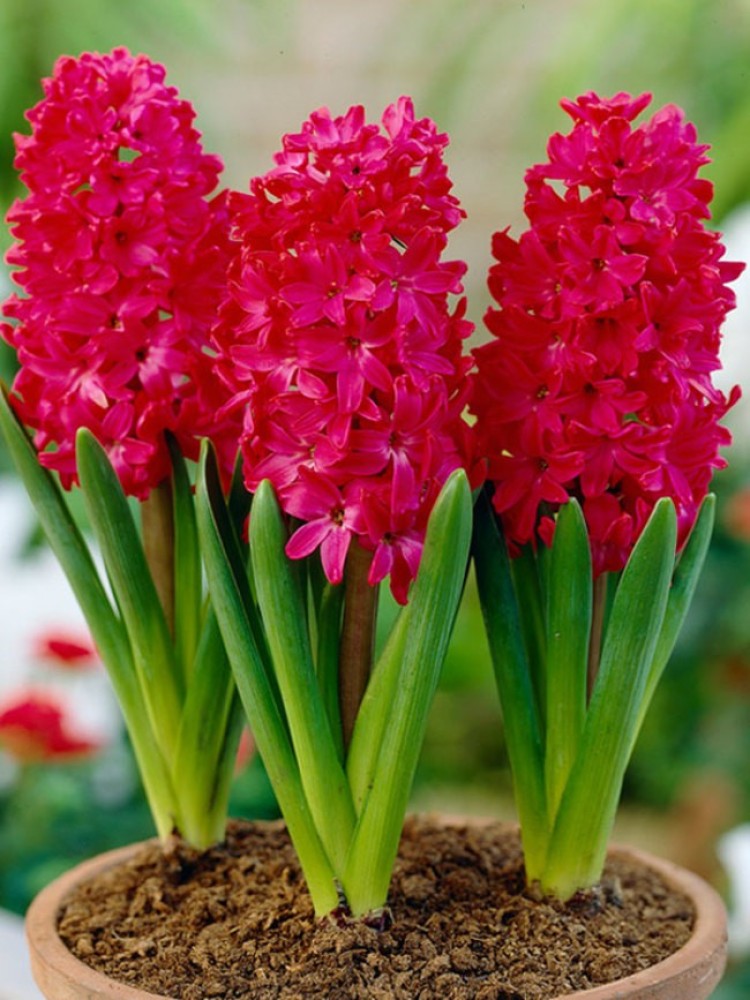 Organic Heirloom Red Hyacinth Flower Seeds for Planting – Non-GMO Fragrant Spring Blooms
