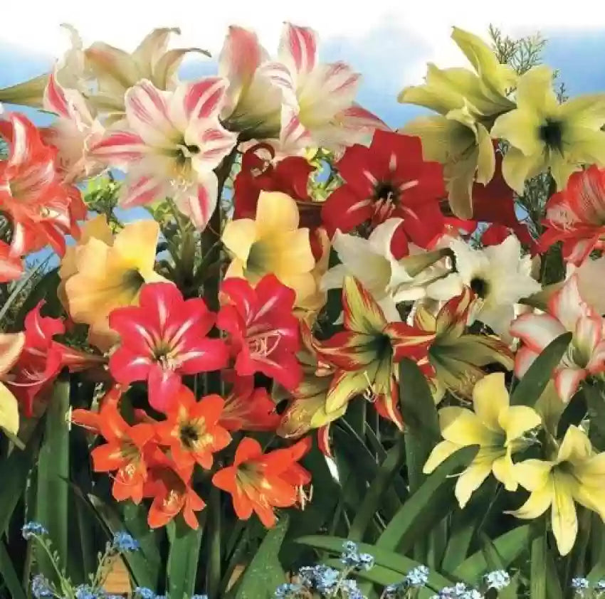 Mixed Amaryllis Flower Seeds – Heirloom Non-GMO Organic Garden Seeds for Planting, High Germination Vibrant Blooms
