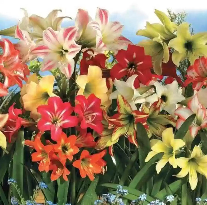 Mixed Amaryllis Flower Seeds – Heirloom Non-GMO Organic Garden Seeds for Planting, High Germination Vibrant Blooms