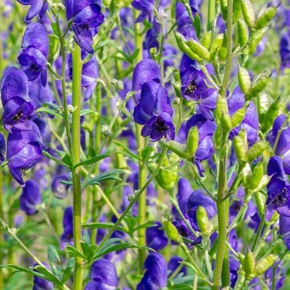 Blue Monkshood Flower Seeds for Planting - 100 pcs