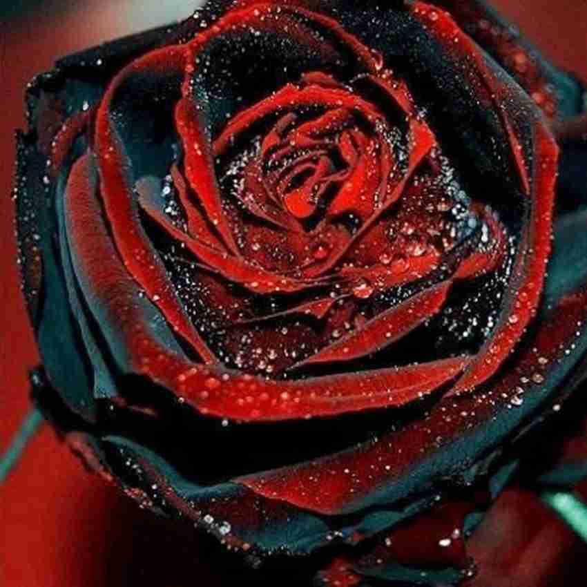 pink black flower seeds