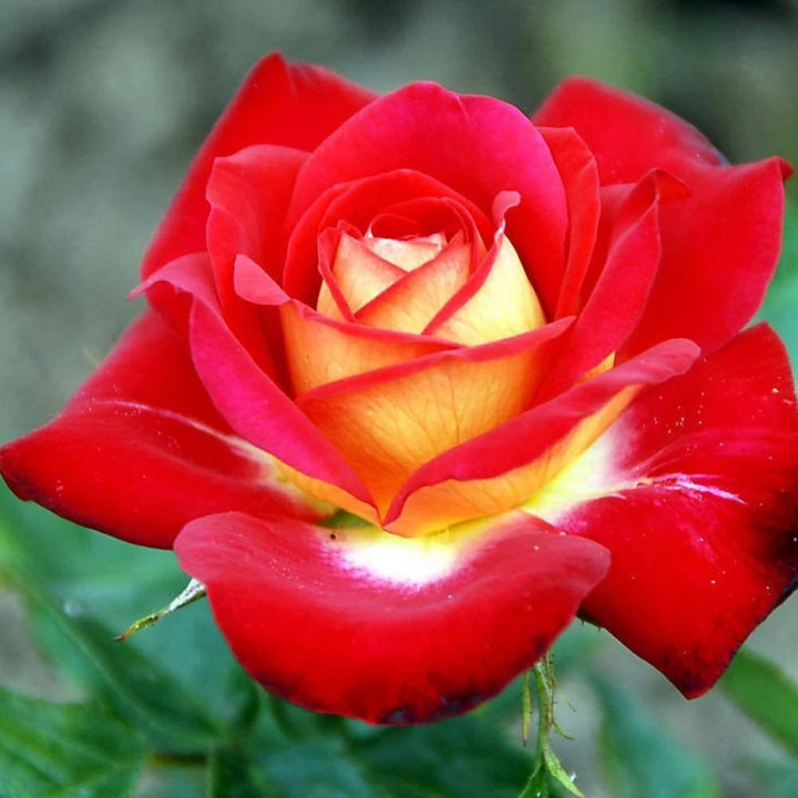 Red Yellow Multi-Color Rose Plant Seeds – Heirloom Non-GMO Seeds for Planting, High Germination