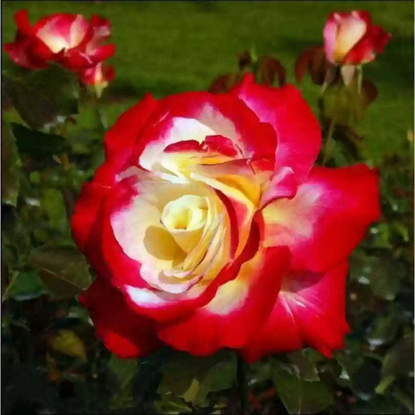 Red Yellow Rose Flower Seeds 100 pcs