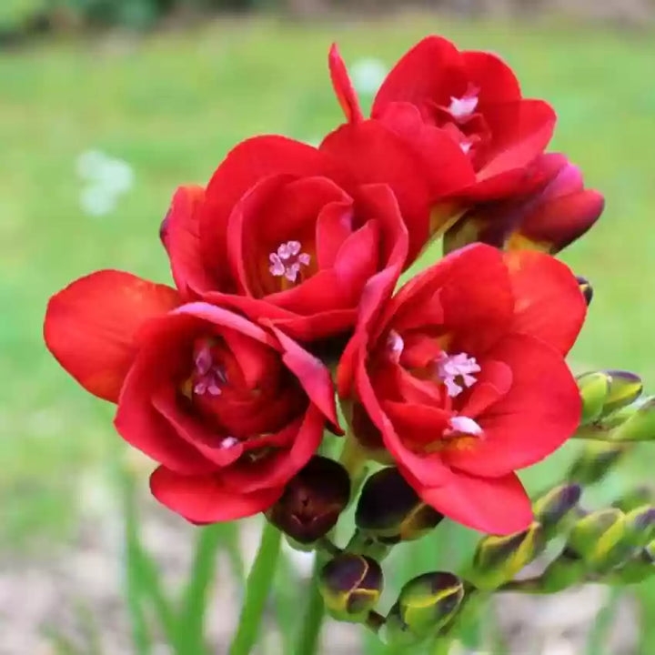 Freesia blomsterfrø til udplantning, tyk rød, 100 stk