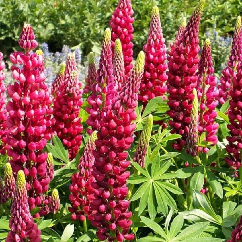 Maroon Lupine Flower Seeds for Planting 100 pcs