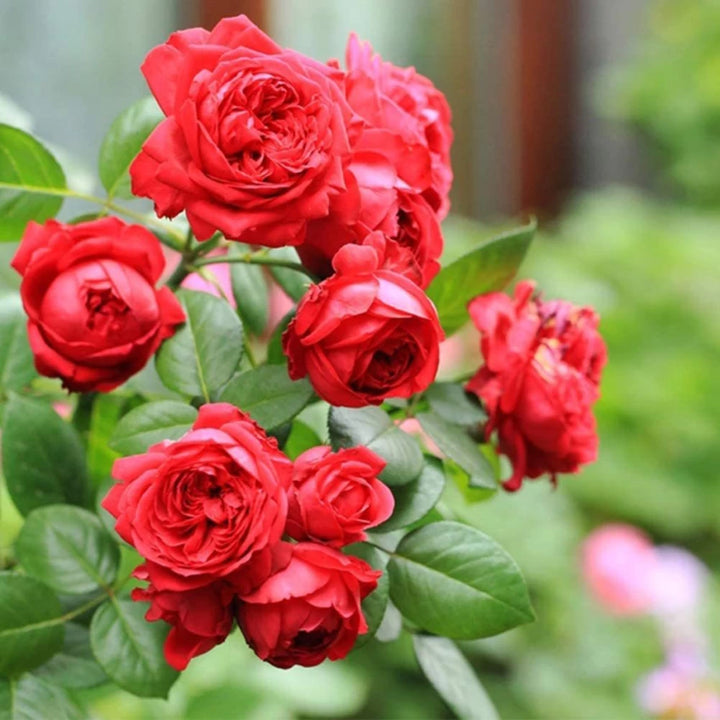 Rose Flower Seeds for Planting - Dark Red 100 pcs