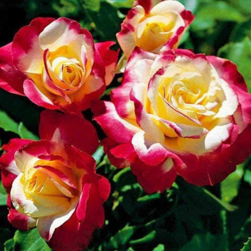 Red Yellow Rose Flower Seeds 100 pcs