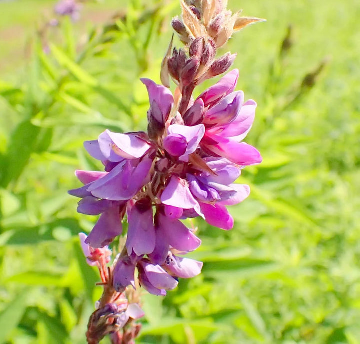 Heirloom Non-GMO Showy Tick Trefoil Flower Seeds for Planting – Vibrant Wildflower Blooming Seeds, High Germination