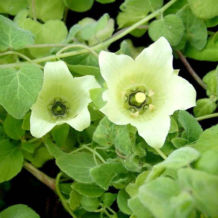 non flowering seed plants Heirloom Non-GMO Codonopsis Flower Seeds for Garden Planting – Rare Bl – Neeraseeds
