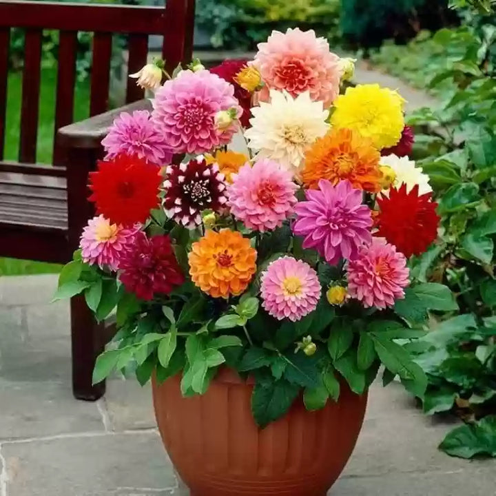 Multi-Colored Dahlia Perennial Flower Seeds for Planting 100 pcs