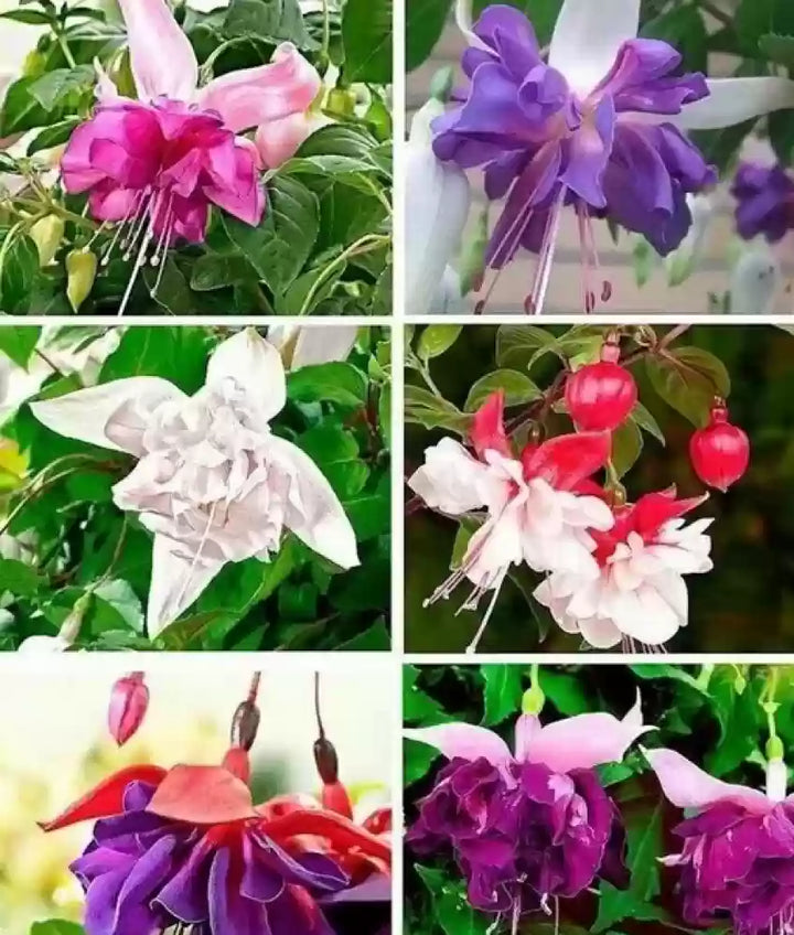 Friske Fuchsia blomsterfrø til udplantning, blandet 100 stk