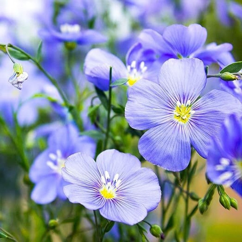 Blå Linum Lewisii Blomsterfrø til udplantning - 100 stk