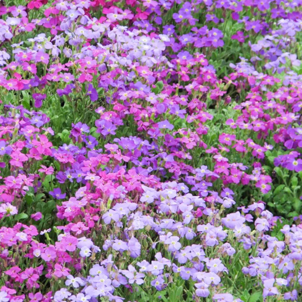 Blandede Aubrieta Blomsterfrø til Plantning Pink 100 stk