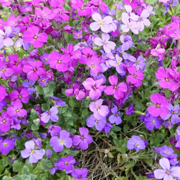 Mixed Aubrieta Flower Seeds for Planting Pink 100 pcs