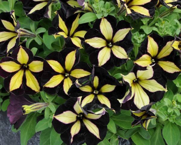 Black & Yellow Petunia Flower Seeds for Planting - Heirloom, NON-GMO Seeds for Vibrant Gardens