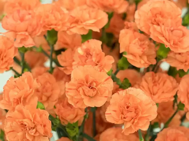 Orange Carnation Flower Seeds – Heirloom Non-GMO High Germination Organic Garden Seeds for Planting