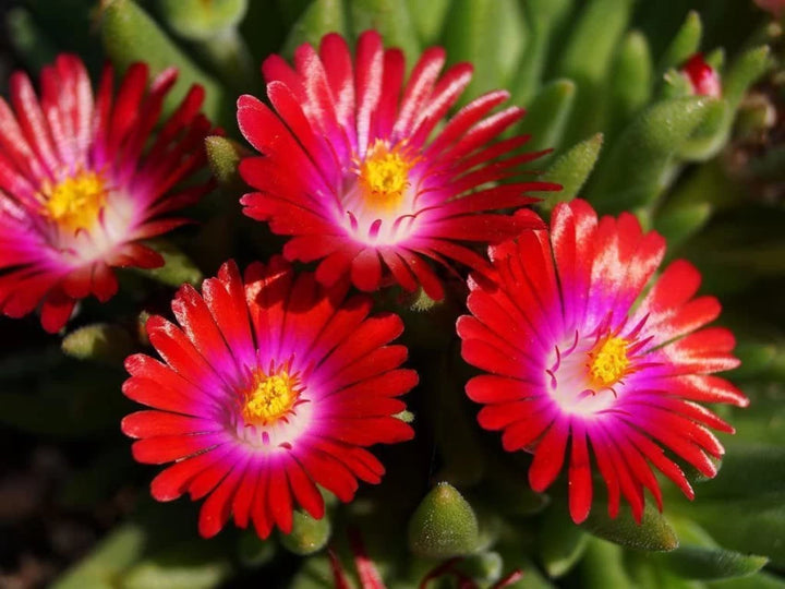 Heirloom Non-GMO Delosperma Carmine Red Flower Seeds for Planting – Hardy Succulent Garden Blooms | High Germination