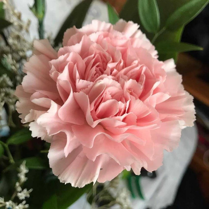 Carnation Dianthus Flower Seeds for Planting Light Pink 100 pcs