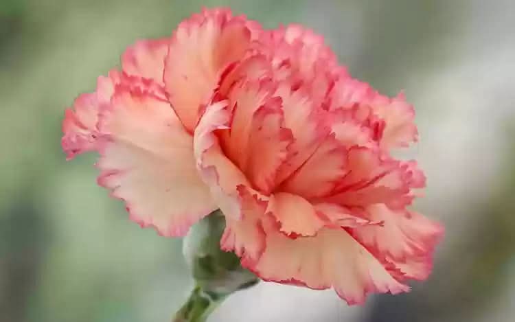 orange red flower seeds