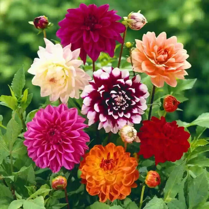 Multi-Colored Dahlia Perennial Flower Seeds for Planting 100 pcs