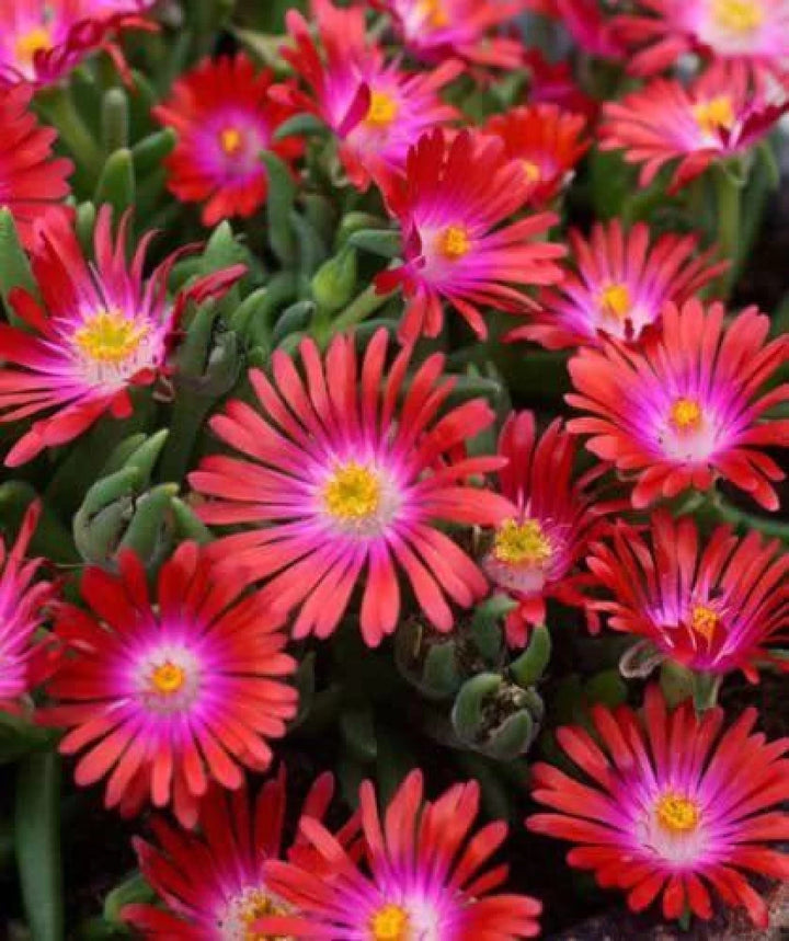 Heirloom Non-GMO Delosperma Carmine Red Flower Seeds for Planting – Hardy Succulent Garden Blooms | High Germination