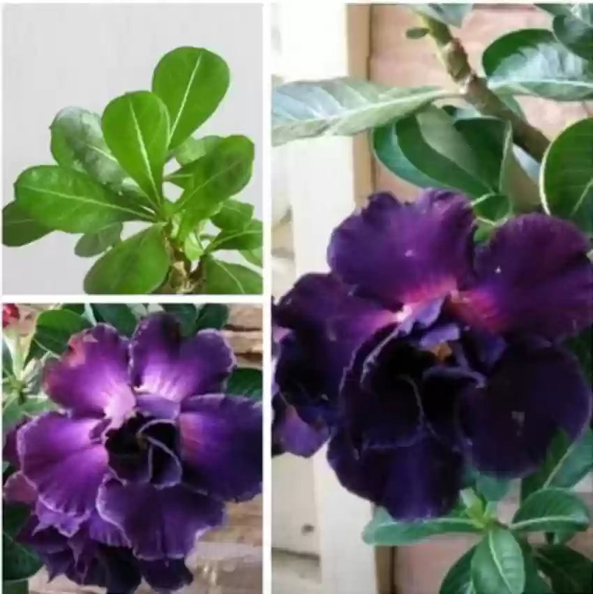 Purple Adenium Obesum Flower Seeds for Planting - 100 pcs