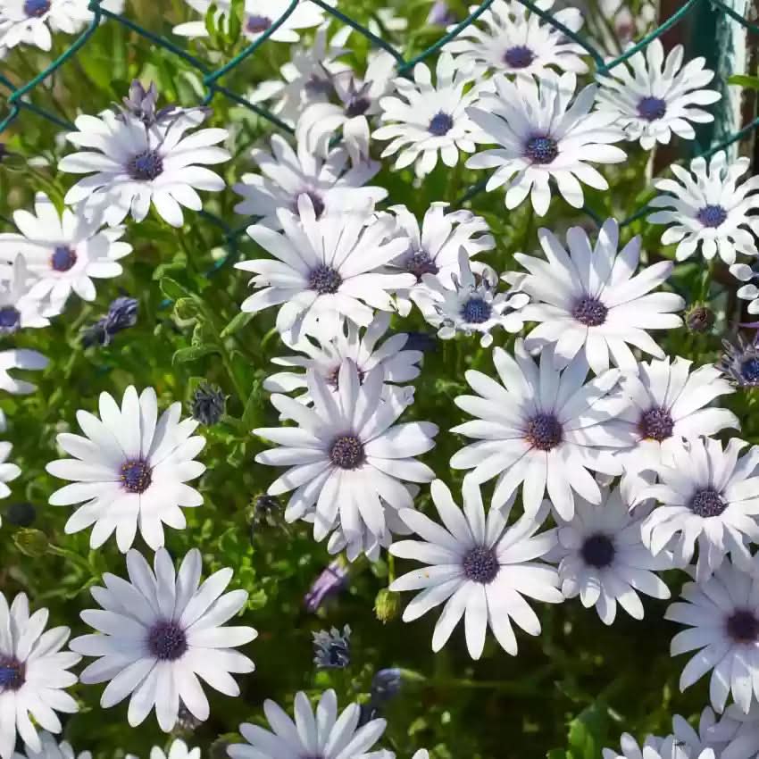heirloom non flower seeds