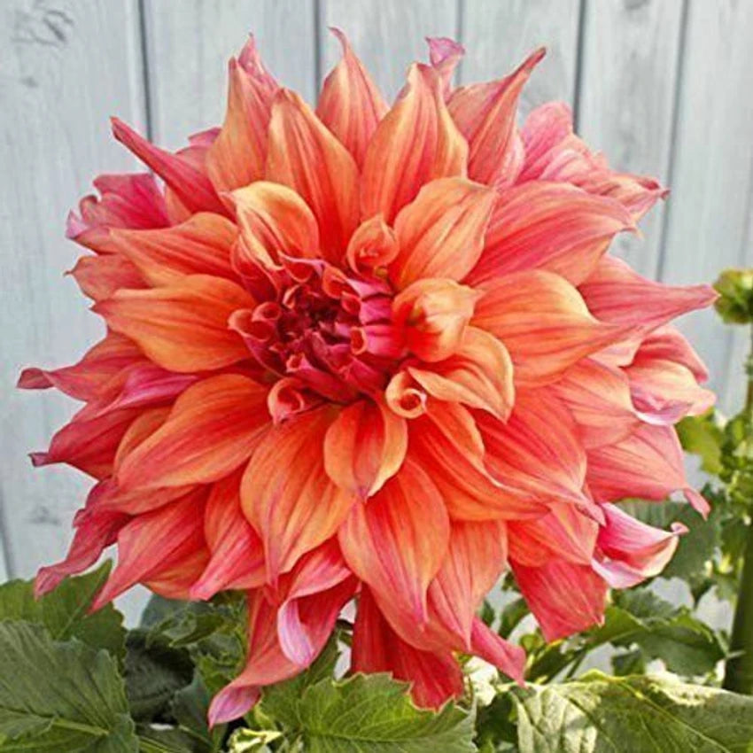 belle of flower seeds
