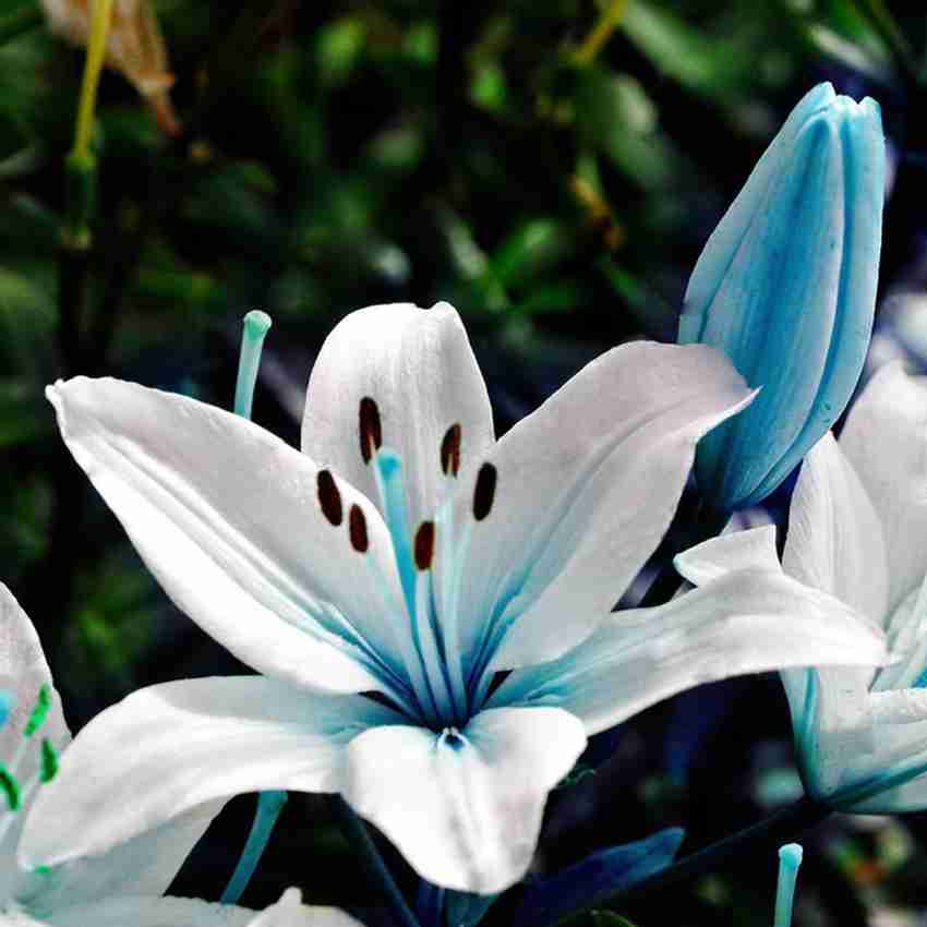 blue lily flower seeds