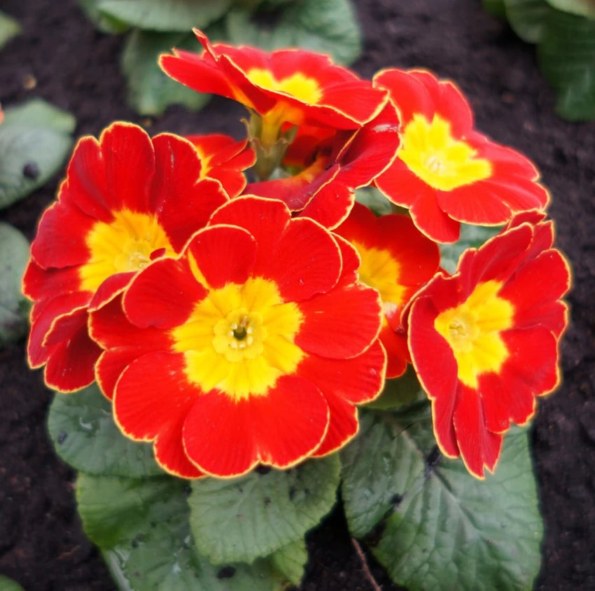 Primula Flower Seeds for Planting Red 100 pcs