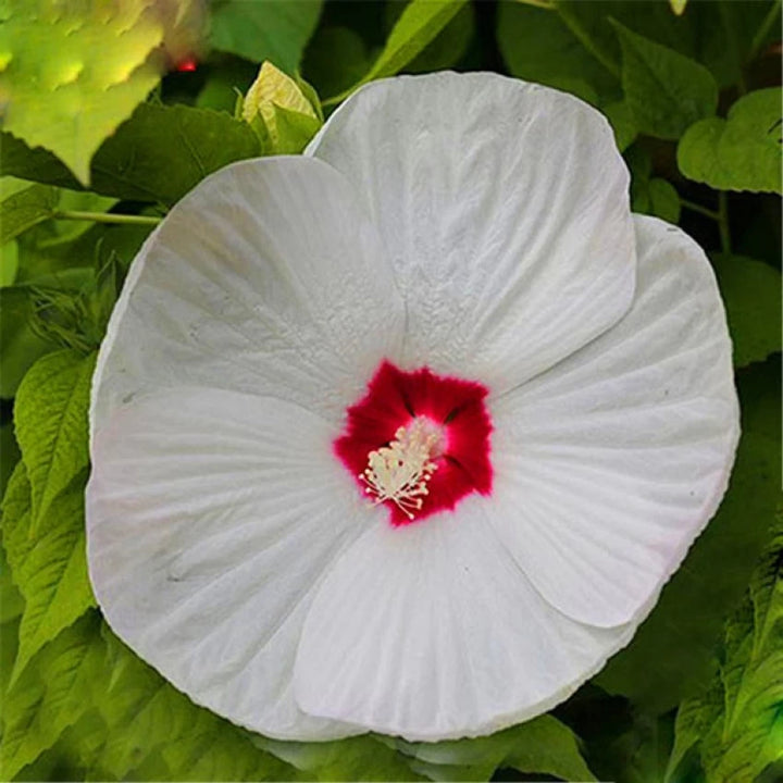 White Hibiscus Flower Seeds - 100 pcs